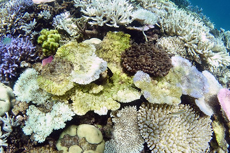Barrier _reef